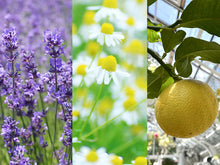 画像をギャラリービューアに読み込む, イブニングシャンプー しずか ｜SETOUCHI T&amp;K HERB（セトウチティアンドケーハーブ）
