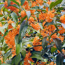 画像をギャラリービューアに読み込む, Limited Edition 10[キンモクセイ]｜クラフトジン｜AMRTA（アムリタ）
