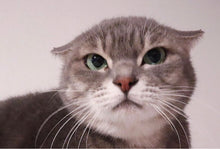 画像をギャラリービューアに読み込む, イカ耳になるネコ・新茶の耳飾り｜maltamarie（マルタマリエ）
