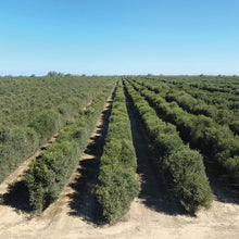 画像をギャラリービューアに読み込む, ゴールデン・ホホバオイル30ｍｌ｜FARADAY　KAMAKURA（ファラディ　カマクラ）
