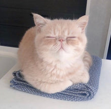 画像をギャラリービューアに読み込む, 笑うように眠るネコ・むうすけの耳飾り｜maltamarie（マルタマリエ）
