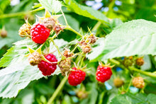 画像をギャラリービューアに読み込む, Winter Berry&amp;Spice（ラズベリーのミックスジャム）｜クラフトジャム　Chez.BonBon（クラフトジャム　シェボンボン）
