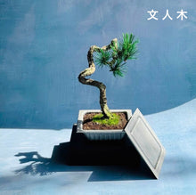 画像をギャラリービューアに読み込む, NEVER ROT with Craft Bonsai 鋳物納豆×クラフト盆栽｜UNiTE WHiTE（ユナイトホワイト）
