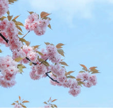 画像をギャラリービューアに読み込む, 透ける八重桜と金箔の簪｜ハピネスウェーブ
