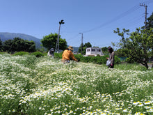画像をギャラリービューアに読み込む, カモミール｜箱根山麓ハーブTreize13（ハコネサンロクハーブトレーズ）
