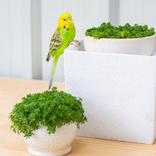 画像をギャラリービューアに読み込む, 縁飾り　黄緑セキセイインコ｜WooBia（ウービア）
