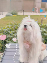 画像をギャラリービューアに読み込む, きらめくプリンセス♡姫系ワンピース｜Fancy Petit Honey（ファンシープチハニー）

