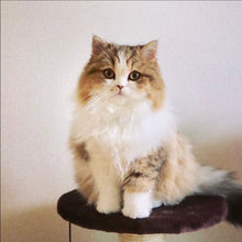 画像をギャラリービューアに読み込む, 触りたくなるようなモフモフのネコ・コロンのブローチ｜maltamarie（マルタマリエ）
