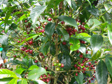 画像をギャラリービューアに読み込む, ドリップバッグ ハイビスカス｜とらまめロースタリー
