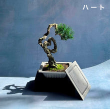 画像をギャラリービューアに読み込む, NEVER ROT with Craft Bonsai 鋳物納豆×クラフト盆栽｜UNiTE WHiTE（ユナイトホワイト）
