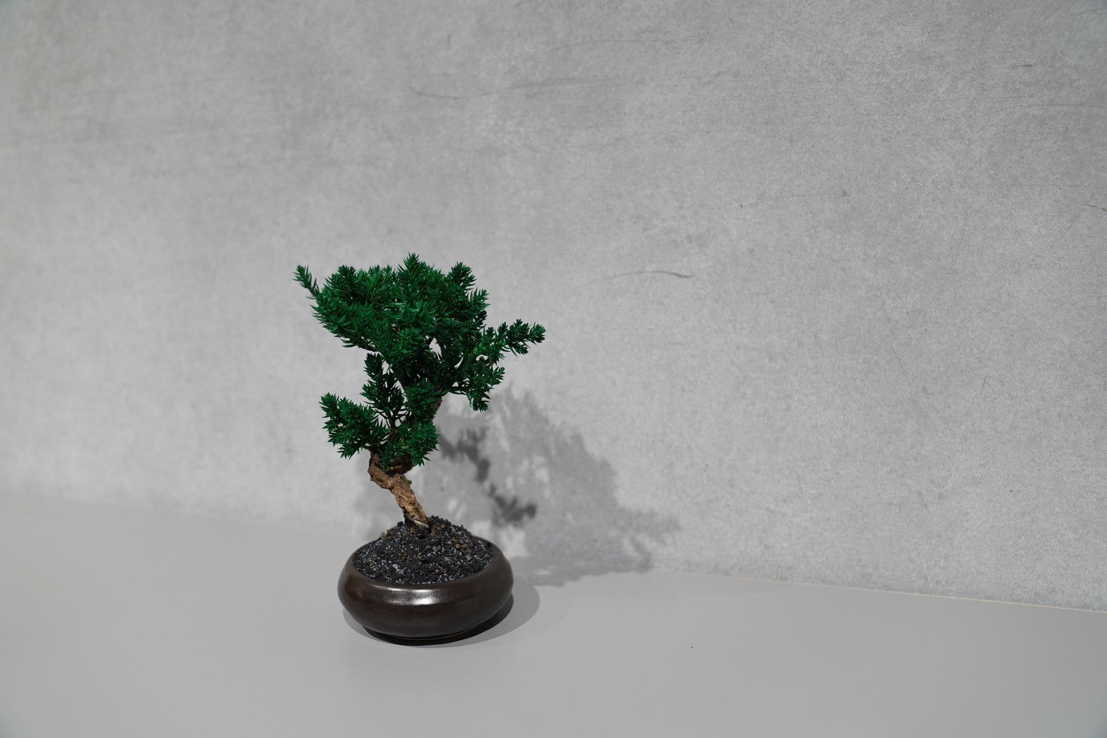 re盆栽　ドライ盆栽　達磨　TOUFU東京 RE BONSAI「盆栽×達磨」メンテナンスフリーの本物植物をご自宅に