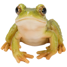 画像をギャラリービューアに読み込む, 二ホンアマガエル｜WooBia（ウービア）
