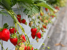 画像をギャラリービューアに読み込む, 苺ショコラ（まるごと苺ショコラ）｜バルスタック
