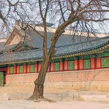 画像をギャラリービューアに読み込む, 【Village 9】SEOUL ORANGE｜香跡万里KOUSEKIBANRI（コウセキバンリ）
