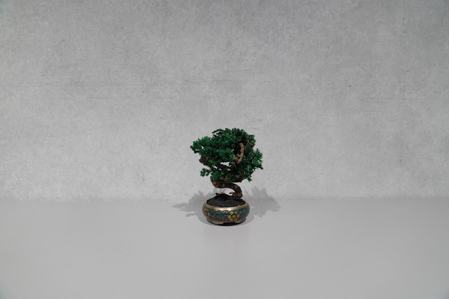 re盆栽75｜TOUFU TOKYO（トウフトウキョウ） – CHOOSEBASE SHIBUYA