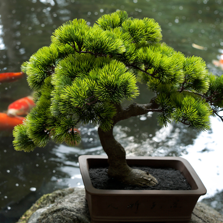 盆栽】A-BONSAI Moyogi Goyomatsu｜A-BONSAI（エーボンサイ） – CHOOSEBASE SHIBUYA