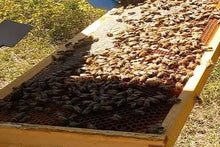 画像をギャラリービューアに読み込む, 【 無添加・非加熱・天然 】アカシア蜂蜜 130g ｜ 100％ルーマニアの生はちみつ｜ANDREY（アンドレイ）
