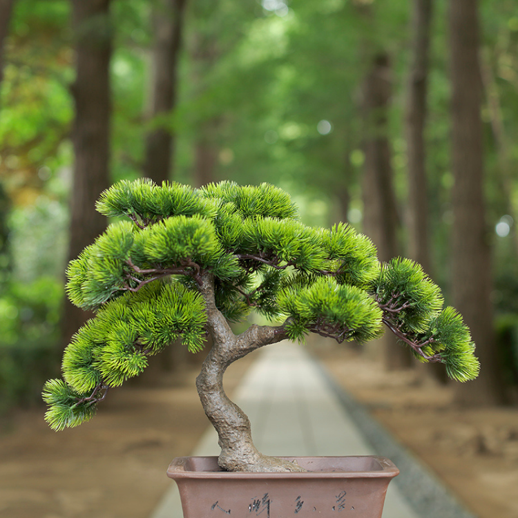 盆栽】A-BONSAI Moyogi Goyomatsu｜A-BONSAI（エーボンサイ） – CHOOSEBASE SHIBUYA