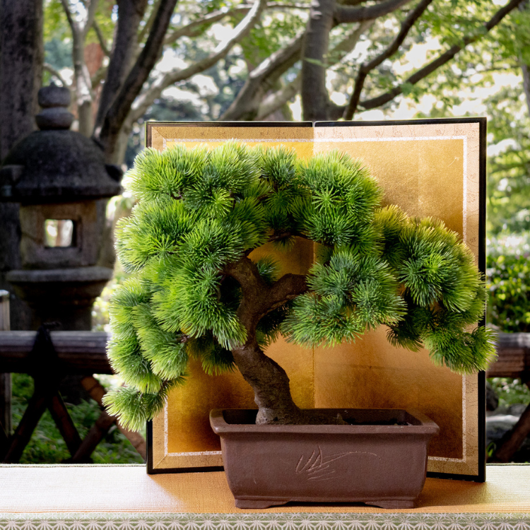 盆栽】A-BONSAI Moyogi Goyomatsu｜A-BONSAI（エーボンサイ） – CHOOSEBASE SHIBUYA